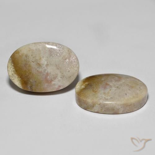 Shop natural 34.92ct Multicolore corail fossile gems, ovale, from Indonésie at GemSelect. In stock, global shipping!