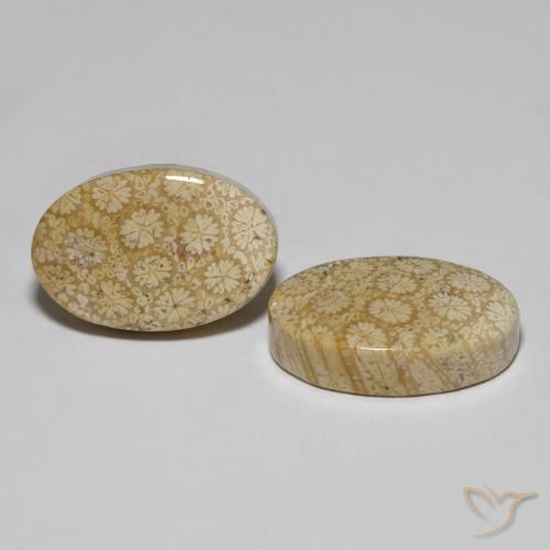 Shop natural 29.24ct Multicolore corail fossile gems, ovale, from Indonésie at GemSelect. In stock, global shipping!