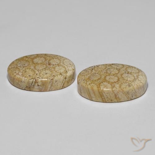 Shop natural 29.24ct Multicolore corail fossile gems, ovale, from Indonésie at GemSelect. In stock, global shipping!