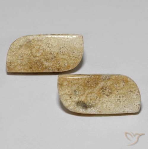 28.82ctw Naturel Multicolore Corail fossile, Fantaisie, Opaque
