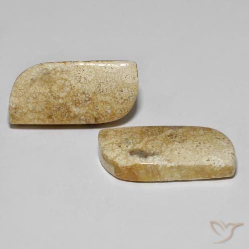 Shop natural 28.82ct Multicolore corail fossile gems, Fantaisie, from Indonésie at GemSelect. In stock, global shipping!