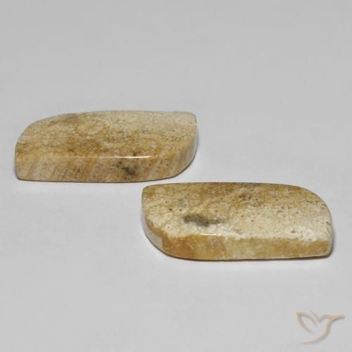 Shop natural 28.82ct Multicolore corail fossile gems, Fantaisie, from Indonésie at GemSelect. In stock, global shipping!