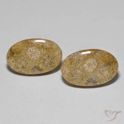 22.57ctw Naturel Multicolore Corail fossile, ovale, Opaque
