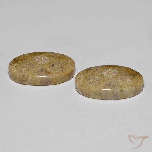 Shop natural 22.57ct Multicolore corail fossile gems, ovale, from Indonésie at GemSelect. In stock, global shipping!