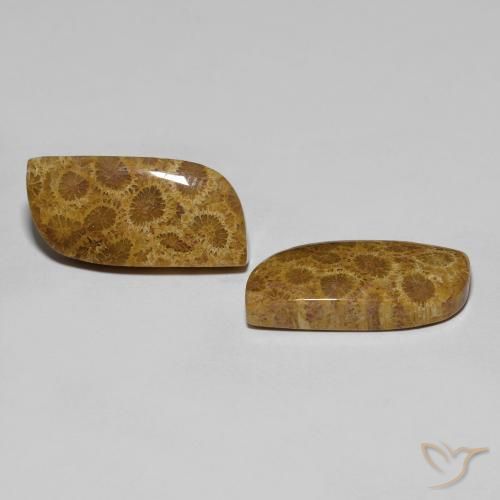 Shop natural 17.76ct Multicolore corail fossile gems, Fantaisie, from Indonésie at GemSelect. In stock, global shipping!