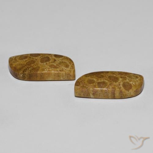 Shop natural 17.76ct Multicolore corail fossile gems, Fantaisie, from Indonésie at GemSelect. In stock, global shipping!