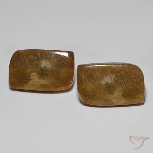 30.11ctw Naturel Multicolore corail fossile, Fantaisie, Opaque