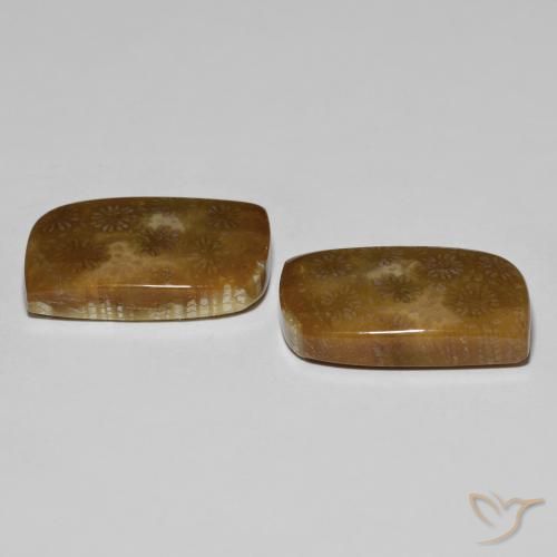 Shop natural 30.11ct Multicolore corail fossile gems, Fantaisie, from Indonésie at GemSelect. In stock, global shipping!