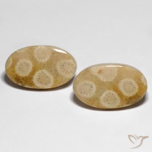 Shop natural 28.88ct Multicolore Corail fossile gems, ovale, from Indonésie at GemSelect. In stock, global shipping!