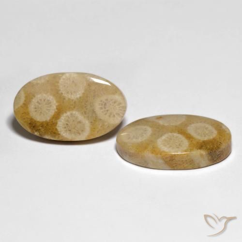 Shop natural 28.88ct Multicolore Corail fossile gems, ovale, from Indonésie at GemSelect. In stock, global shipping!