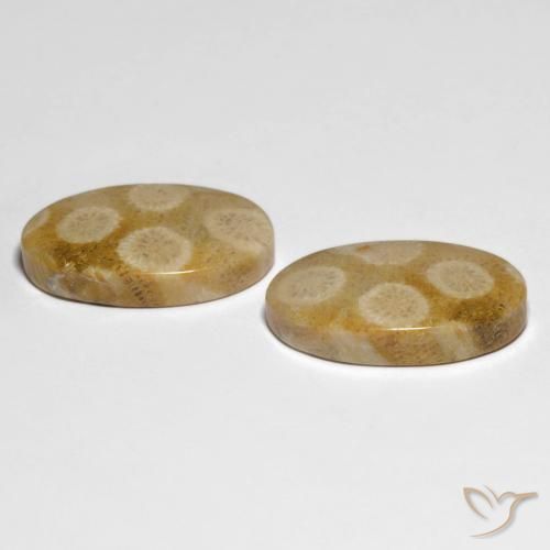 Shop natural 28.88ct Multicolore Corail fossile gems, ovale, from Indonésie at GemSelect. In stock, global shipping!
