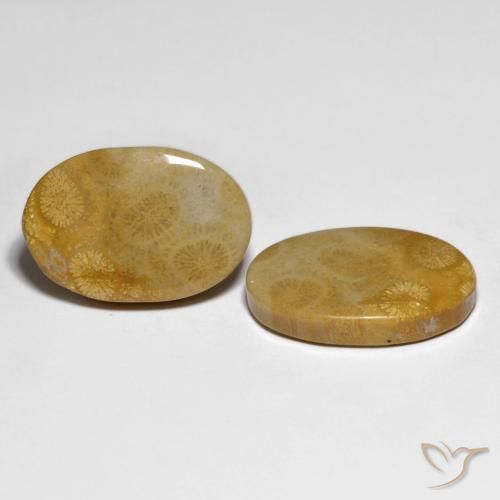 Shop natural 29.58ct Multicolore corail fossile gems, ovale, from Indonésie at GemSelect. In stock, global shipping!