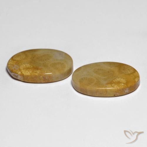 Shop natural 29.58ct Multicolore corail fossile gems, ovale, from Indonésie at GemSelect. In stock, global shipping!