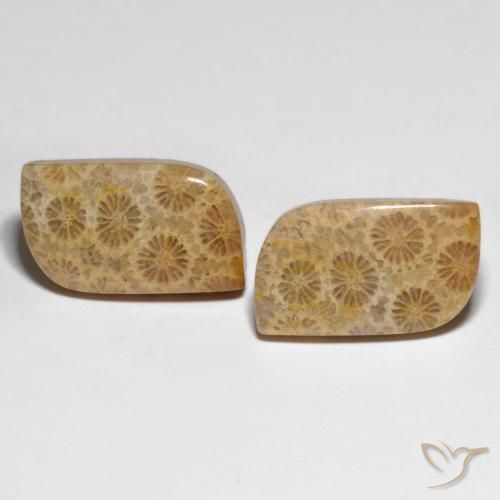 25.29ctw Naturel Multicolore corail fossile, Fantaisie, Opaque