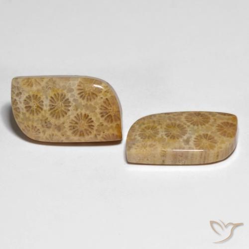 Shop natural 25.29ct Multicolore corail fossile gems, Fantaisie, from Indonésie at GemSelect. In stock, global shipping!