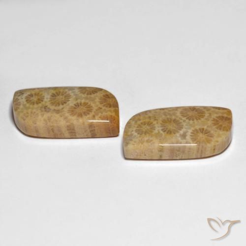 Shop natural 25.29ct Multicolore corail fossile gems, Fantaisie, from Indonésie at GemSelect. In stock, global shipping!