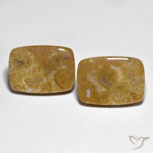 27.23ctw Naturel Multicolore corail fossile, Coussin, Opaque