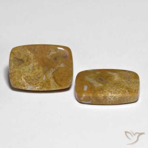 Shop natural 27.23ct Multicolore corail fossile gems, Coussin, from Indonésie at GemSelect. In stock, global shipping!