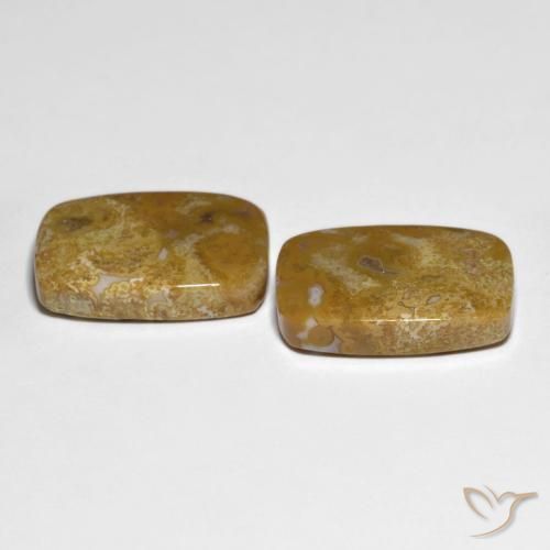 Shop natural 27.23ct Multicolore corail fossile gems, Coussin, from Indonésie at GemSelect. In stock, global shipping!