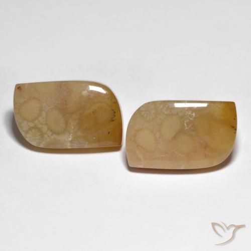 30.66ctw Naturel Multicolore corail fossile, Fantaisie, Opaque