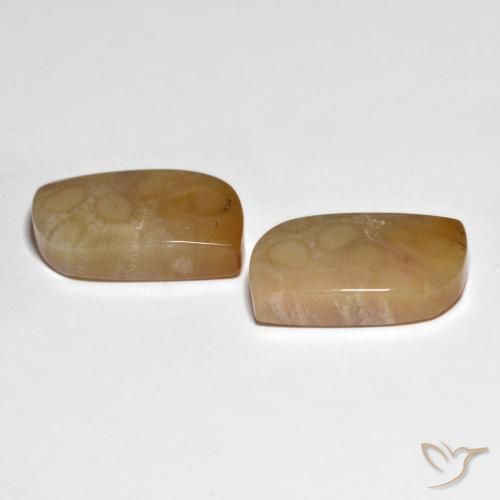 Shop natural 30.66ct Multicolore corail fossile gems, Fantaisie, from Indonésie at GemSelect. In stock, global shipping!