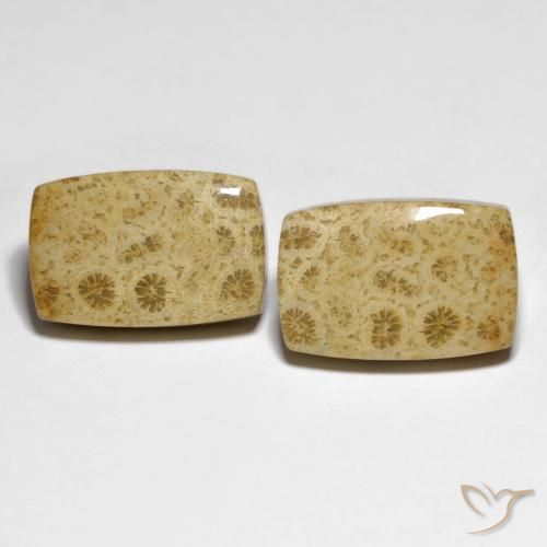 32.19ctw Naturel Multicolore Corail fossile, Coussin, Opaque