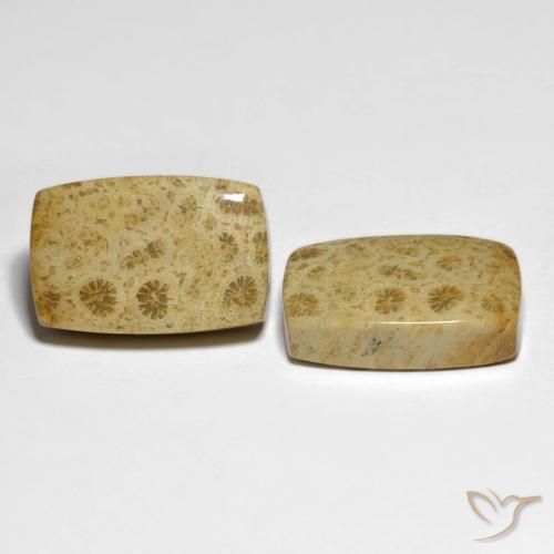 Shop natural 32.19ct Multicolore corail fossile gems, Coussin, from Indonésie at GemSelect. In stock, global shipping!