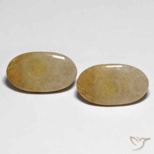 20.84ctw Naturel Multicolore corail fossile, ovale, Opaque