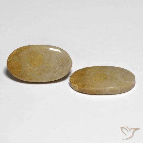 Shop natural 20.84ct Multicolore corail fossile gems, ovale, from Indonésie at GemSelect. In stock, global shipping!