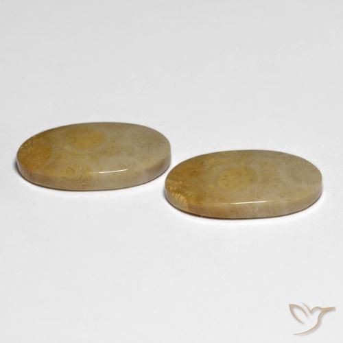 Shop natural 20.84ct Multicolore corail fossile gems, ovale, from Indonésie at GemSelect. In stock, global shipping!