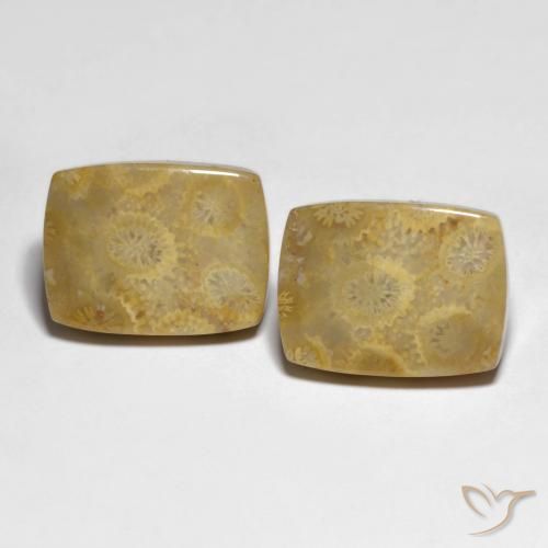 22.82ctw Naturel Multicolore corail fossile, Coussin, Opaque