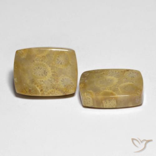 Shop natural 22.82ct Multicolore corail fossile gems, Coussin, from Indonésie at GemSelect. In stock, global shipping!