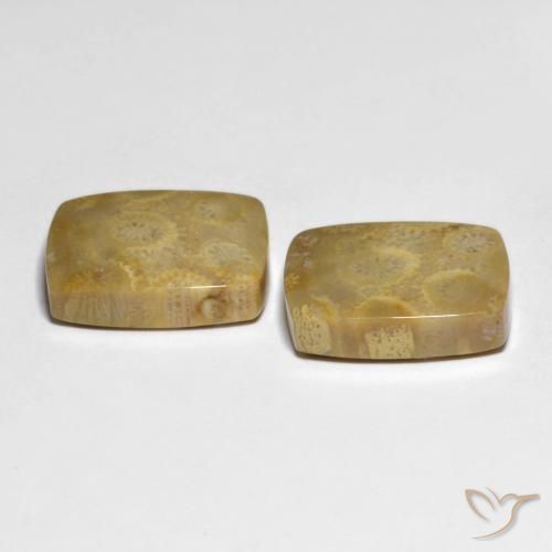 Shop natural 22.82ct Multicolore corail fossile gems, Coussin, from Indonésie at GemSelect. In stock, global shipping!