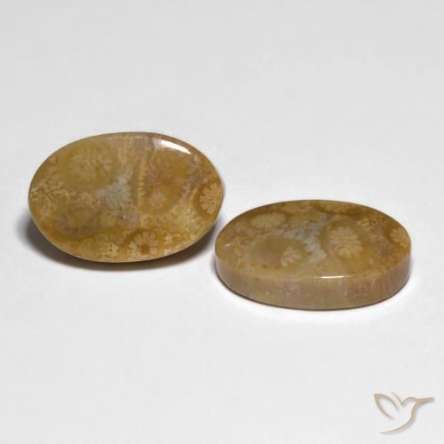 Shop natural 19.51ct Multicolore corail fossile gems, ovale, from Indonésie at GemSelect. In stock, global shipping!