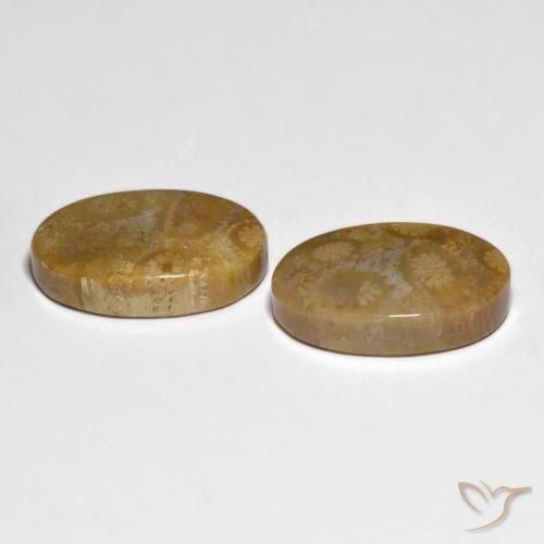 Shop natural 19.51ct Multicolore corail fossile gems, ovale, from Indonésie at GemSelect. In stock, global shipping!