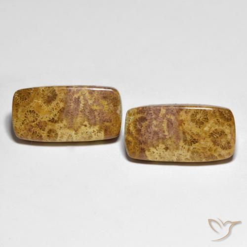 21.66ctw Naturel Multicolore corail fossile, Coussin, Opaque