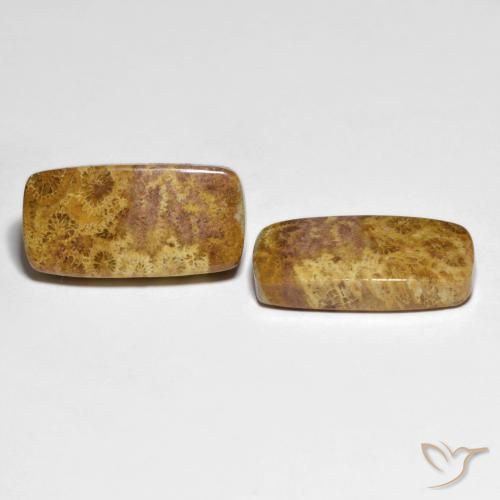 Shop natural 21.66ct Multicolore corail fossile gems, Coussin, from Indonésie at GemSelect. In stock, global shipping!