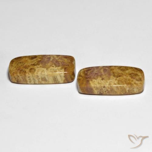 Shop natural 21.66ct Multicolore corail fossile gems, Coussin, from Indonésie at GemSelect. In stock, global shipping!