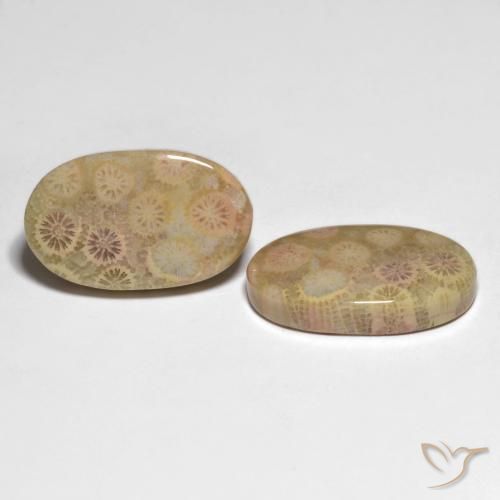 Shop natural 26.13ct Multicolore corail fossile gems, ovale, from Indonésie at GemSelect. In stock, global shipping!
