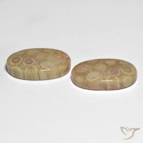 Shop natural 26.13ct Multicolore corail fossile gems, ovale, from Indonésie at GemSelect. In stock, global shipping!