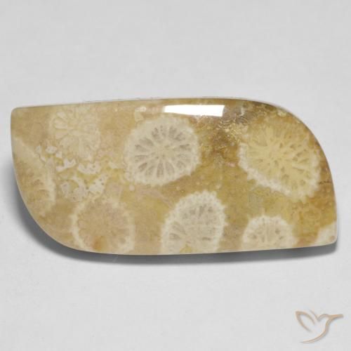 Corail fossile Multicolore naturelle Forme fantaisie, 13.52 ct, Opaque