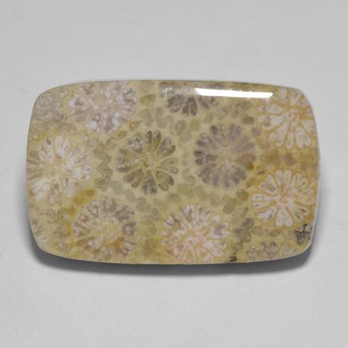 Corail fossile Multicolore naturelle Coupe coussin, 15.35 ct, Opaque