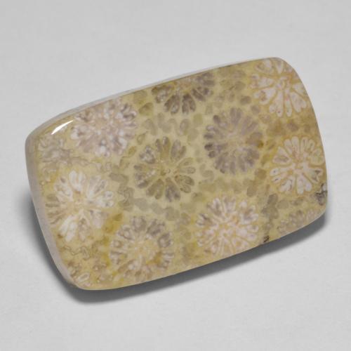 Corail fossile Multicolore naturelle Coupe coussin, 15.35 ct, Opaque