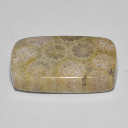 Corail fossile Multicolore naturelle Coupe coussin, 15.35 ct, Opaque