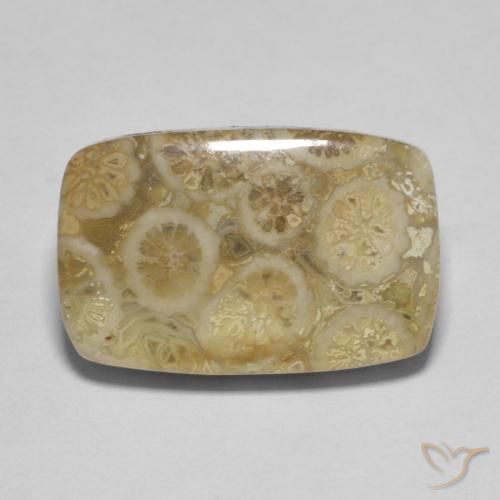 9.53ct Naturel Multicolore corail fossile, Coussin, Opaque