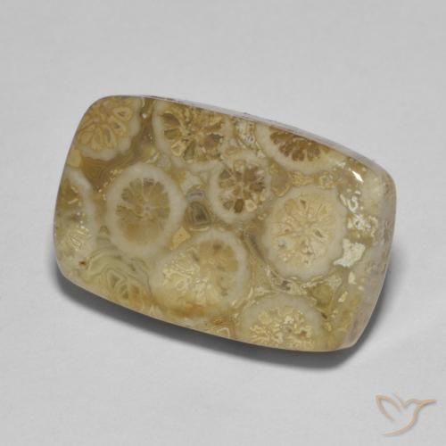 corail fossile Multicolore naturelle Coussin, 9.53 ct, Opaque