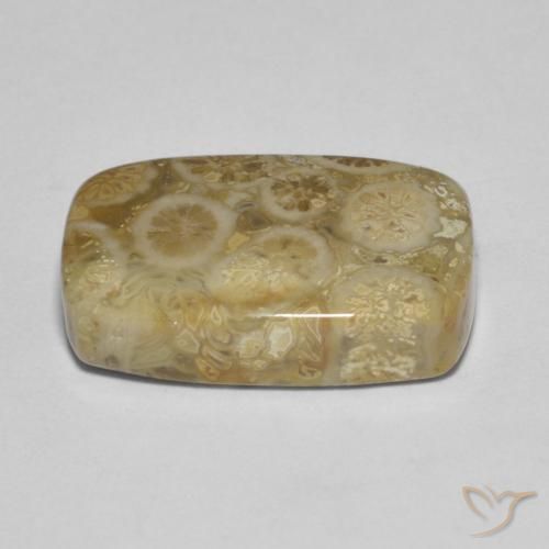 corail fossile Multicolore naturelle Coussin, 9.53 ct, Opaque