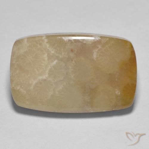 16.72ct Naturel Multicolore corail fossile, Coussin, Opaque