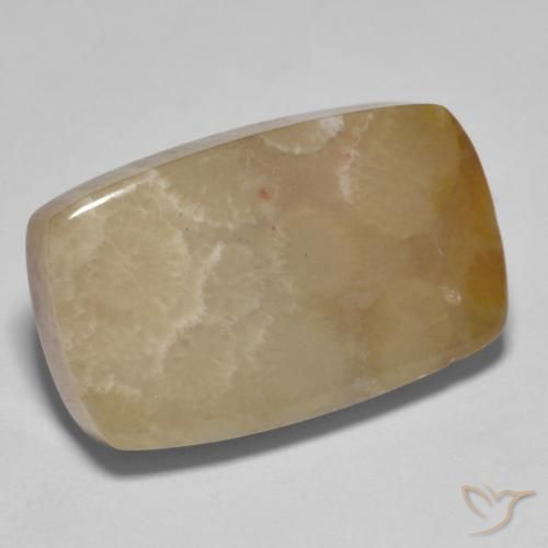 corail fossile Multicolore naturelle Coussin, 16.72 ct, Opaque