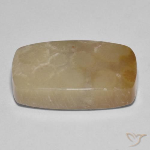 corail fossile Multicolore naturelle Coussin, 16.72 ct, Opaque